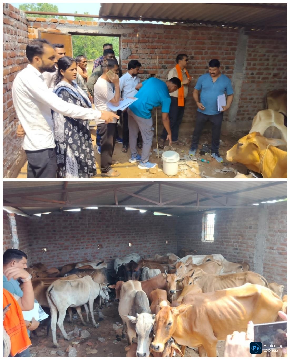 *विश्व हिंदू परिषद एवं बजरंग दल के कार्यकर्ताओं ने गौ तस्करों को पड़कर किया पुलिस के हवाले*   *तीन तस्करों से 33 मवेशी को पकड़ कर माहुलकोट गौठान भेजा गया*